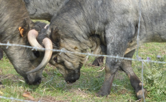 Dos utreros peleando ligeramente, mostrando que también es posible emplear los cuernos de modo sensible, aun con todo el peso del animal atrás de las agujas.