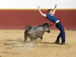 A group of “recortadores” from Madrid visited to practice with cows from the ranch. All men in this case, young and old, they dodged the charges of the cows with various gymnastic moves and without the aid of the two types of cloth that bullfighters on foot use.