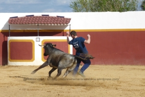 The cows enter the plaza, charge the recortadores until they are deemed tired and then exit. They are usually cows that have previously been tested by a bullfighter on the ranch. The men work closely as a team to move the cow round the plaza and position her so they can perform particular moves alone or in pairs.