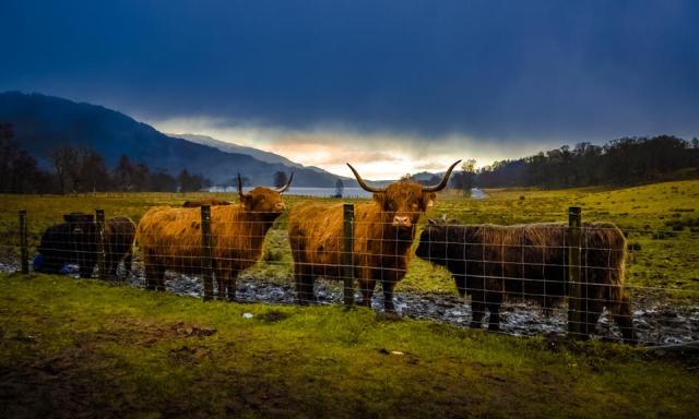 Después de conocer el toro bravo me entran ganas de conocer mejor las razas nativas de Escocia. Estos bovinos no son muy bravos, pero son hechos para el norte y también tienen un aspecto muy bonito. Foto (editada) de Graeme Ross.