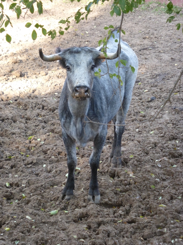 Y la reina del campo, una vaca brava de Partido de Resina, este ejemplar siendo muy fino y elegante.